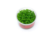 Ludwigia Arcuata UNS Tissue Culture Tissue Culture - Buce Plant