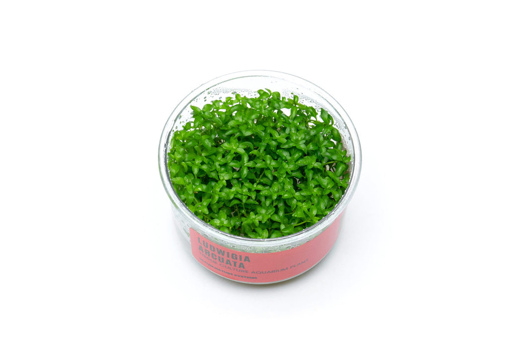 Ludwigia Arcuata UNS Tissue Culture