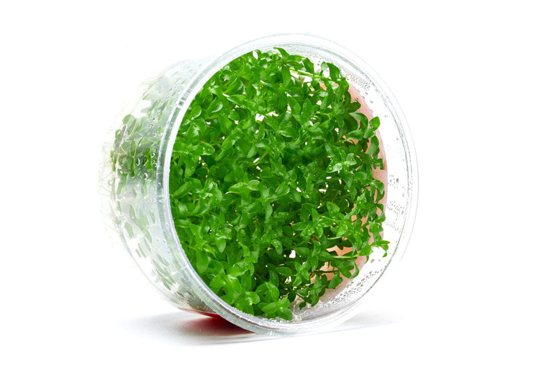 Ludwigia Arcuata UNS Tissue Culture Tissue Culture - Buce Plant