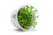 Ludwigia Crystal Aquatic Farmer Tissue Culture Aquatic Plant - Buce Plant