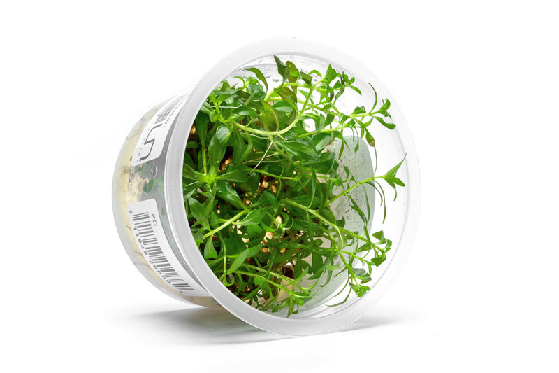Ludwigia Crystal Aquatic Farmer Tissue Culture Aquatic Plant - Buce Plant