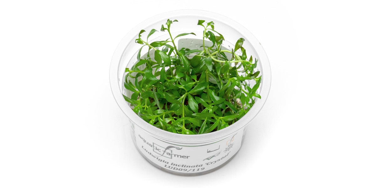 Ludwigia Crystal Aquatic Farmer Tissue Culture - Buce Plant
