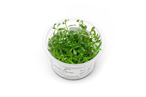 Ludwigia Crystal Aquatic Farmer Tissue Culture