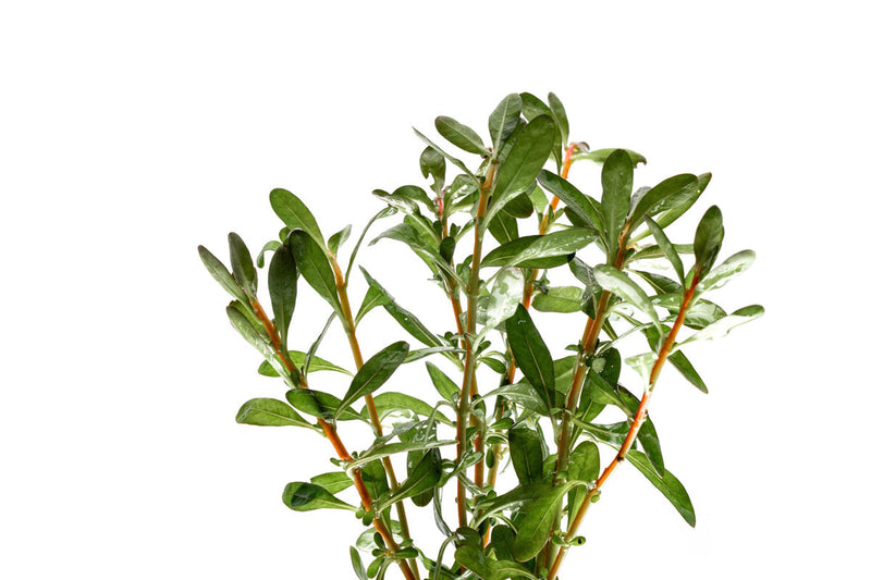 Ludwigia Inclinata aquatic plant from ACW with vibrant green and red stems, suitable for freshwater aquariums.