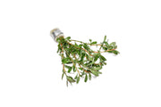 Ludwigia Inclinata aquatic plant by ACW with vibrant green and red stems, ideal for freshwater aquariums.