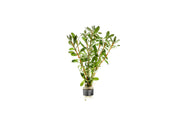 Ludwigia Inclinata aquatic plant from ACW, with vibrant green leaves and reddish stems, suitable for freshwater aquariums.