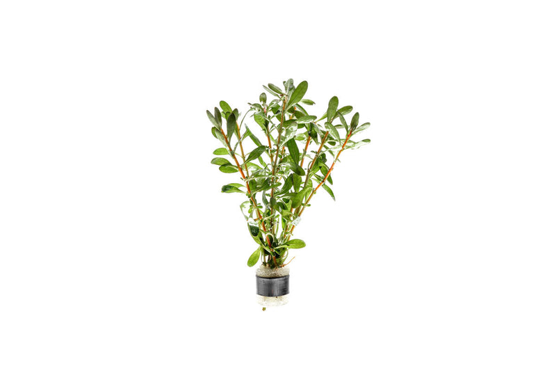 Ludwigia Inclinata aquatic plant from ACW, with vibrant green leaves and reddish stems, suitable for freshwater aquariums.
