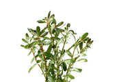 Ludwigia Inclinata aquatic plant from ACW with vibrant green and red leaves, suitable for freshwater aquariums.