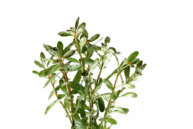 Ludwigia Inclinata aquatic plant from ACW with vibrant green and red leaves, suitable for freshwater aquariums.