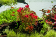 Ludwigia Inclinata var. Verticillata 'Meta' aquatic plant with vibrant green stems and elongated leaves for freshwater aquariums