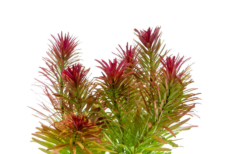 Ludwigia Inclinata var. Verticillata ‘Meta’ aquatic plant with vibrant green and red stems, ideal for freshwater aquariums.