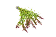 Ludwigia Inclinata var. Verticillata ‘Meta’ aquatic plant with vibrant green and red leaves, suitable for freshwater aquariums.
