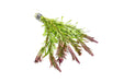Ludwigia Inclinata var. Verticillata ‘Meta’