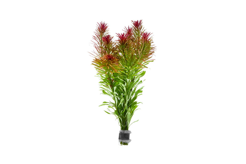 Ludwigia Inclinata var. Verticillata ‘Meta’ aquatic plant with vibrant green and red stems, suitable for freshwater aquariums.