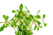 Ludwigia Inclinata var. Verticillata 'Pantanal' Aquatic Plant - Buce Plant