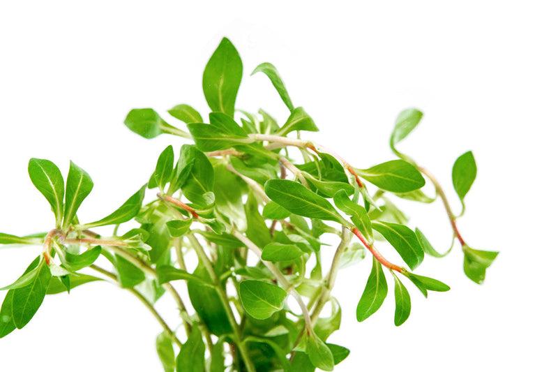 Ludwigia Inclinata var. Verticillata 'Pantanal' Aquatic Plant - Buce Plant