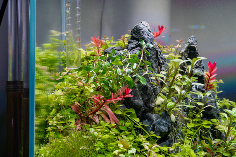 Ludwigia Inclinata var. Verticillata 'Pantanal' Aquatic Plant - Buce Plant