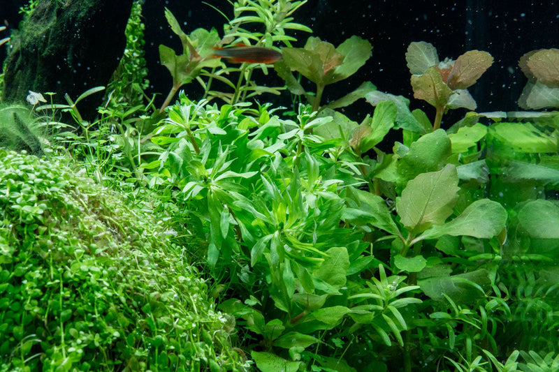 Ludwigia Inclinata var. Verticillata 'Pantanal' Aquatic Plant - Buce Plant