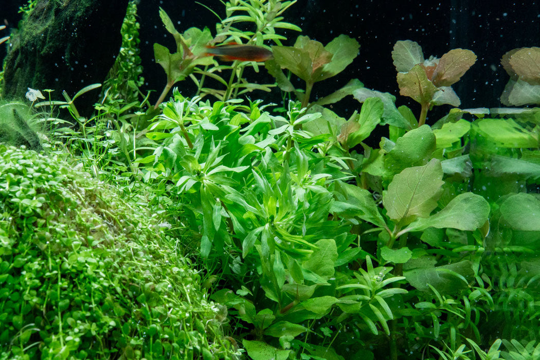 Ludwigia Inclinata var. Verticillata 'Pantanal'