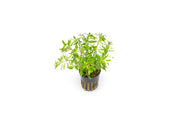 Ludwigia Inclinata var. Verticillata 'Pantanal' Aquatic Plant - Buce Plant