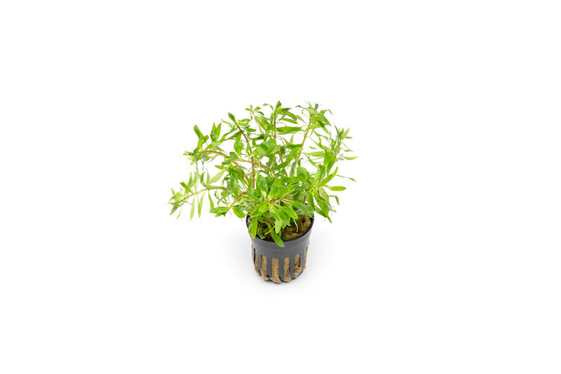 Ludwigia Inclinata var. Verticillata 'Pantanal' Aquatic Plant - Buce Plant