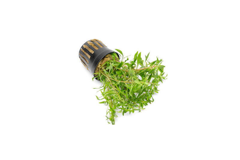 Ludwigia Inclinata var. Verticillata 'Pantanal' Aquatic Plant - Buce Plant