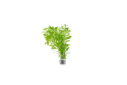 Ludwigia Inclinata var. Verticillata 'Pantanal' Aquatic Plant - Buce Plant
