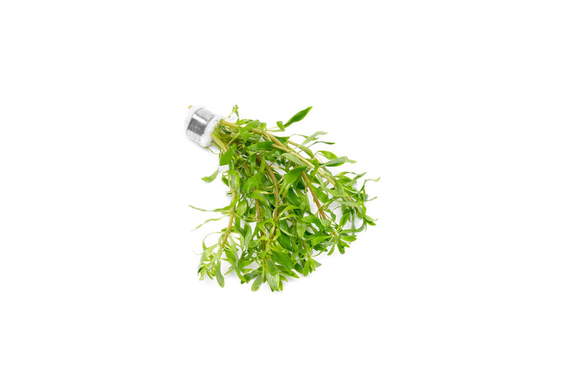 Ludwigia Inclinata var. Verticillata 'Pantanal' Aquatic Plant - Buce Plant