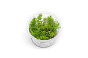 Ludwigia Inclinata var. Verticillata 'Pantanal' Aquatic Farmer Tissue Culture Aquatic Plant - Buce Plant