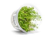 Ludwigia Inclinata var. Verticillata 'Pantanal' Aquatic Farmer Tissue Culture Aquatic Plant - Buce Plant
