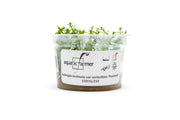 Ludwigia Inclinata var. Verticillata 'Pantanal' Aquatic Farmer Tissue Culture Aquatic Plant - Buce Plant