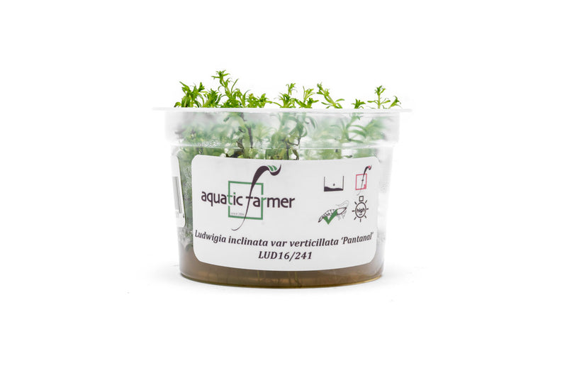 Ludwigia Inclinata var. Verticillata 'Pantanal' Aquatic Farmer Tissue Culture Aquatic Plant - Buce Plant