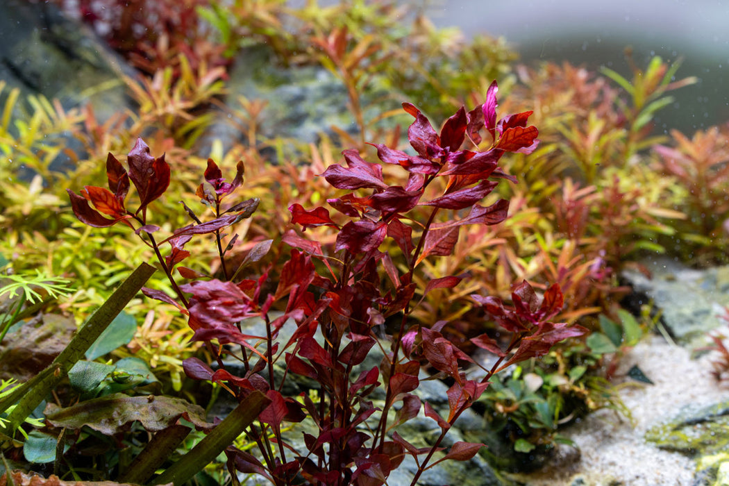 Ludwigia Natans Super Red Aquarium Plant — Buce Plant