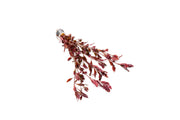 Ludwigia Natans Super Red Aquatic Plant - Buce Plant