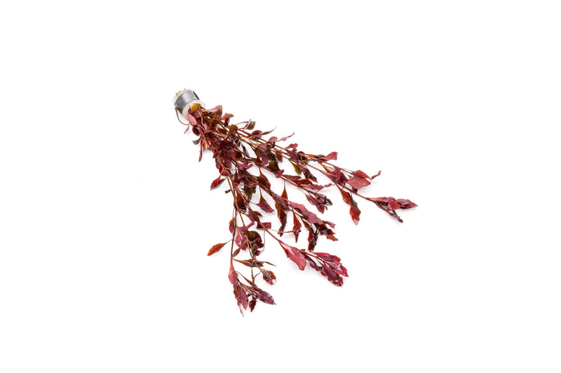 Ludwigia Natans Super Red Aquatic Plant - Buce Plant