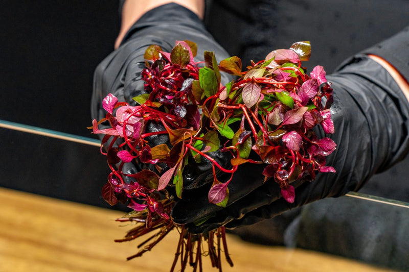 Ludwigia Natans Super Red Aquatic Plant - Buce Plant