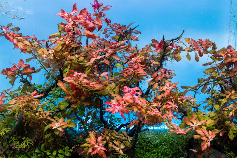 Ludwigia Ovalis Aquatic Plant - Buce Plant