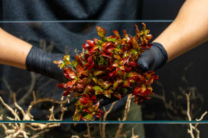 Ludwigia Ovalis Aquatic Plant - Buce Plant