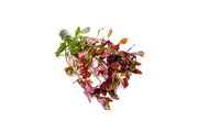 Ludwigia Ovalis Aquatic Plant - Buce Plant