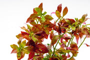 Ludwigia Ovalis Aquatic Plant - Buce Plant