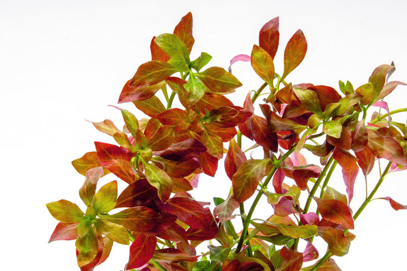 Ludwigia Ovalis Aquatic Plant - Buce Plant