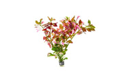 Ludwigia Ovalis Aquatic Plant - Buce Plant