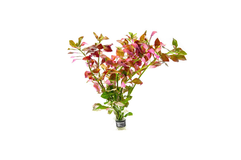 Ludwigia Ovalis Aquatic Plant - Buce Plant