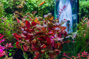 Ludwigia Ovalis Aquatic Plant - Buce Plant