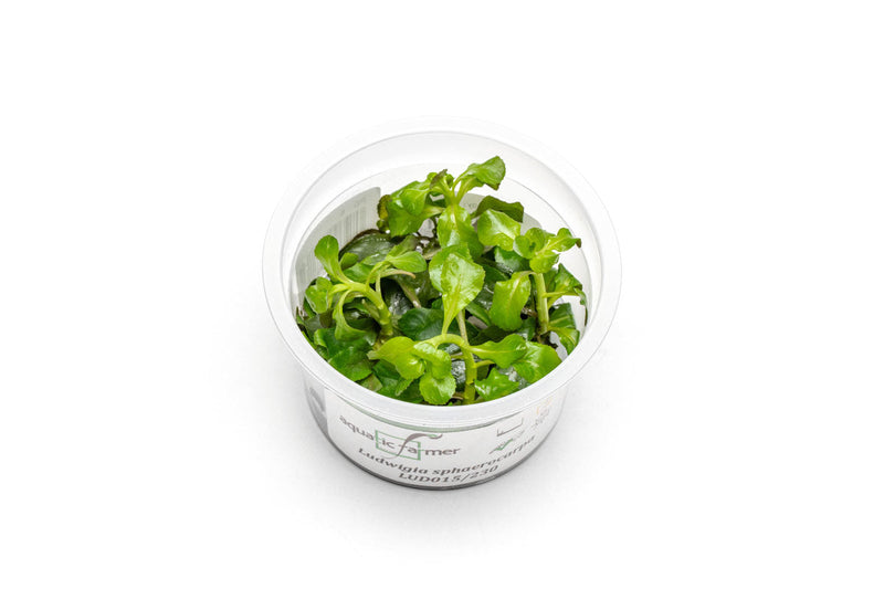 Ludwigia Palustris Sphaerocarpa Aquatic Farmer Tissue Culture Aquatic Plant - Buce Plant