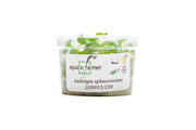 Ludwigia Palustris Sphaerocarpa Aquatic Farmer Tissue Culture Aquatic Plant - Buce Plant