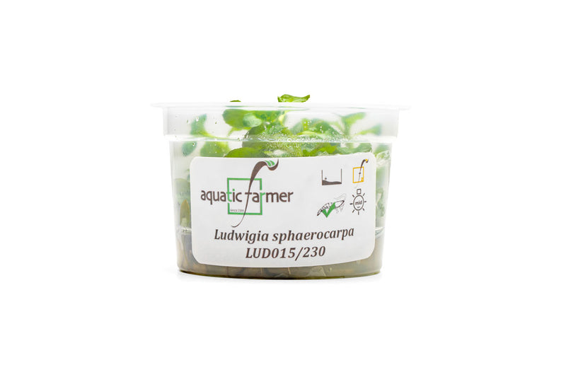 Ludwigia Palustris Sphaerocarpa Aquatic Farmer Tissue Culture Aquatic Plant - Buce Plant
