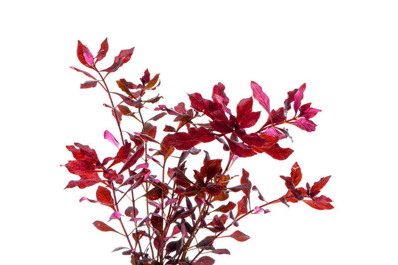 Ludwigia Palustris Super Red Aquatic Plant - Buce Plant