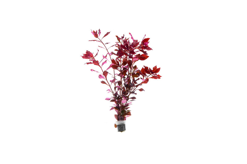 Ludwigia Palustris Super Red Aquatic Plant - Buce Plant