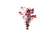 Bright red Ludwigia Palustris Super Red aquatic plant from CPA with vibrant, leafy stems suitable for freshwater aquariums.